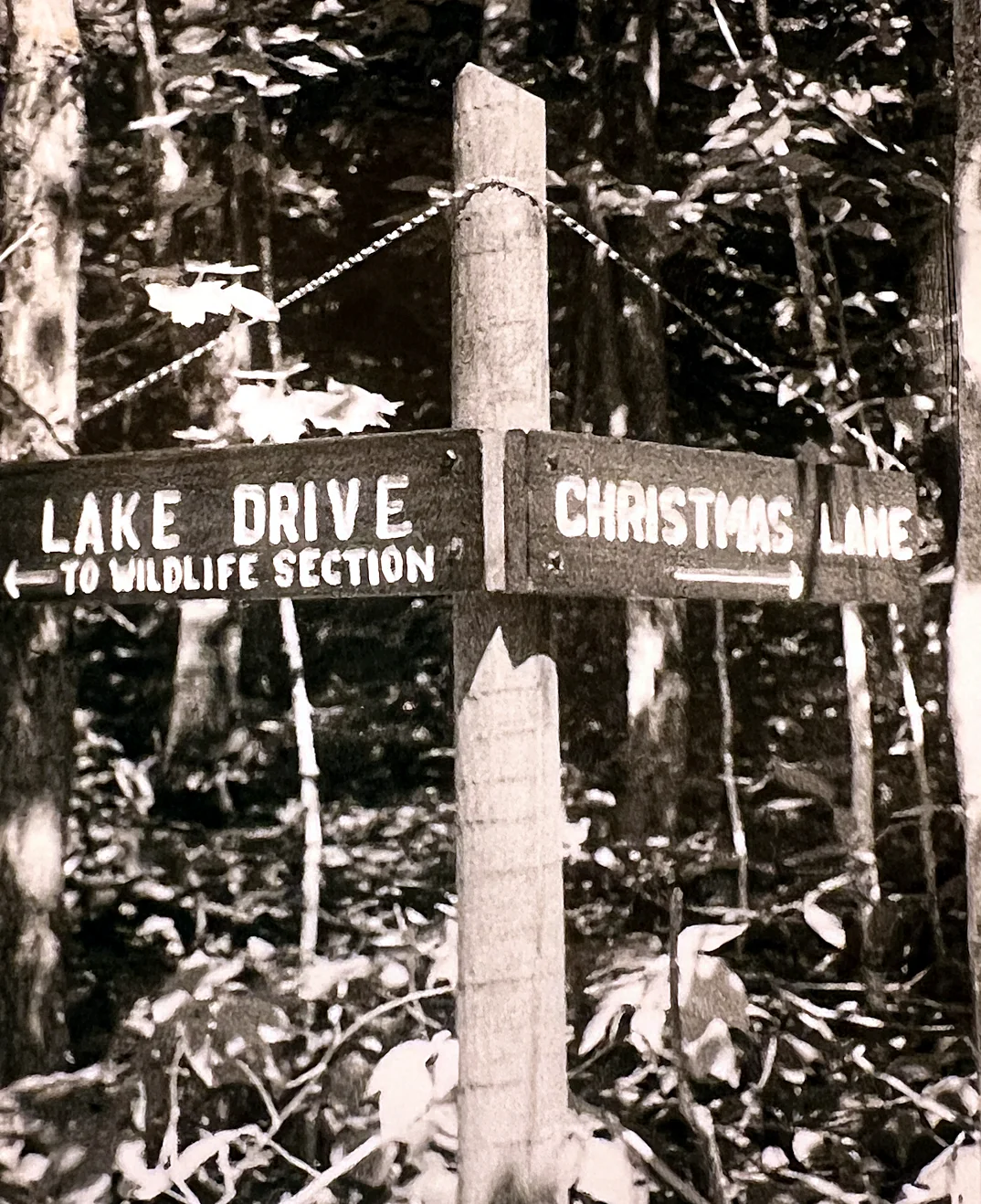 The signs at the top: Lake Drive toward the wildlife section, and Christmas Lane — the lane that runs down to the Lodge.